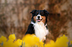 sitting Border Collie