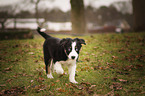 running Border Collie puppy