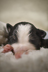 sleeping Border Collie puppy