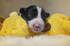 sleeping Border Collie puppy