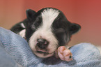 sleeping Border Collie puppy
