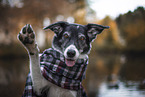 Border Collie in the autumn