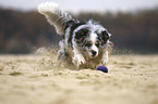 running Border Collie