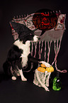 sitting Border Collie
