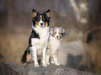 Border Collie with Miniature Australian Shepherd