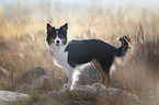 standing Border Collie