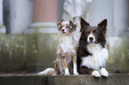 Border Collie with Miniature Australian Shepherd