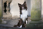 sitting Border Collie