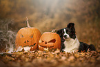 lying Border Collie