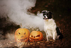 sitting Border Collie