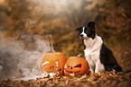 sitting Border Collie
