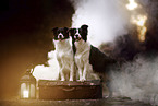 standing Border Collies