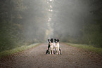 sitting Border Collies