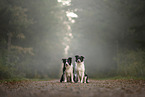 sitting Border Collies
