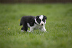 running Border Collie Puppy