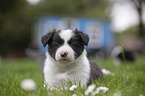 lying Border Collie Puppy