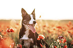 Border Collie in the poppy field