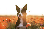 Border Collie in the poppy field