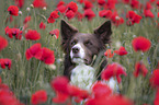 Border Collie portrait