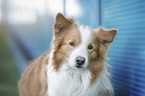 Border Collie portrait