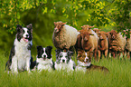 Border Collies and sheeps