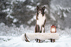 brown-white Border Collie