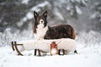 brown-white Border Collie