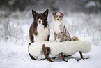 Border Collie and Miniature Australian Shepherd