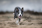 female Border Collie