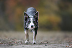 female Border Collie