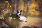 female Border Collie