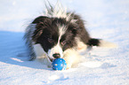 young Border Collie in the snow