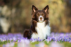 lying Border Collie