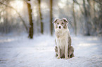 sitting Border Collie