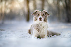 lying Border Collie