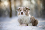 lying Border Collie