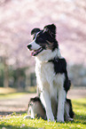 sitting Border Collie