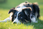 lying Border Collie