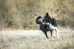 walking Border Collie