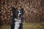 Border Collie Portrait