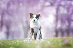 young Border Collie
