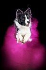 Border Collie with holi powder