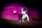 Border Collie with holi powder