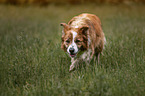 male Border Collie