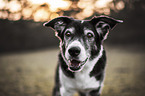 old Border Collie