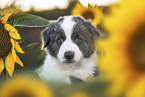 Border Collie puppy