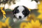 Border Collie puppy