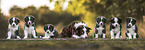 Border Collies