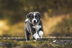 Border Collie puppy