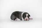 Border Collie puppy